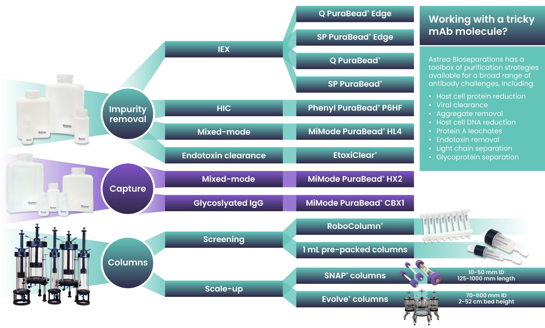Polishing matters: Why mAb purification is anything but one-size